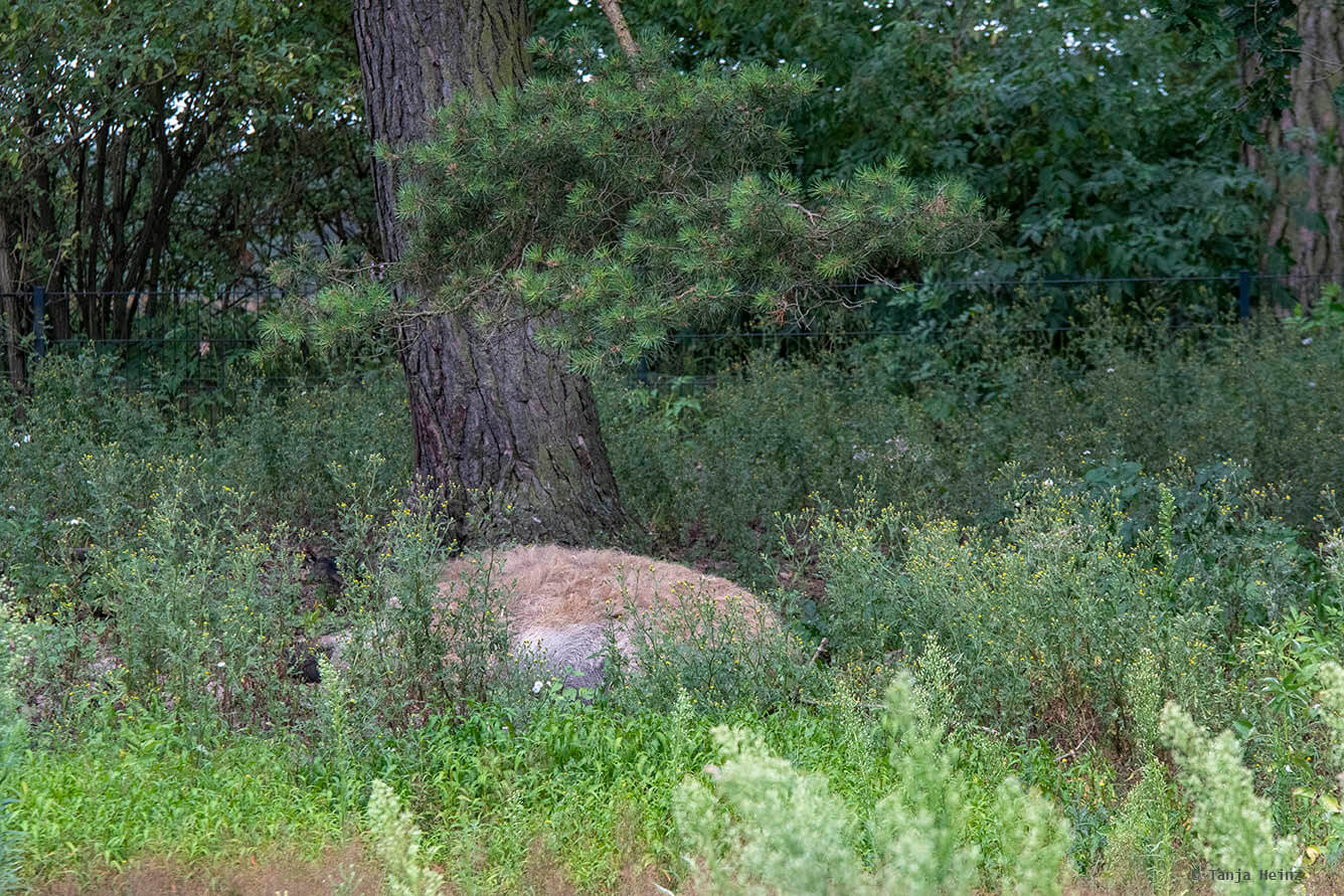 Wildpark Schorfheide