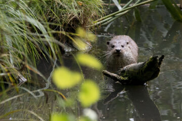 Wildpark Schorfheide