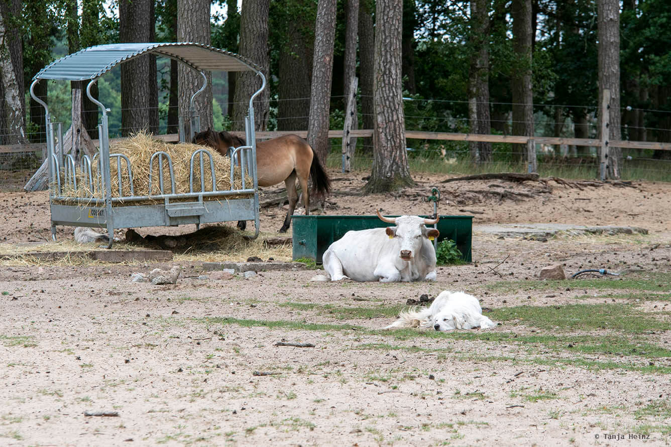 Wildpark Schorfheide