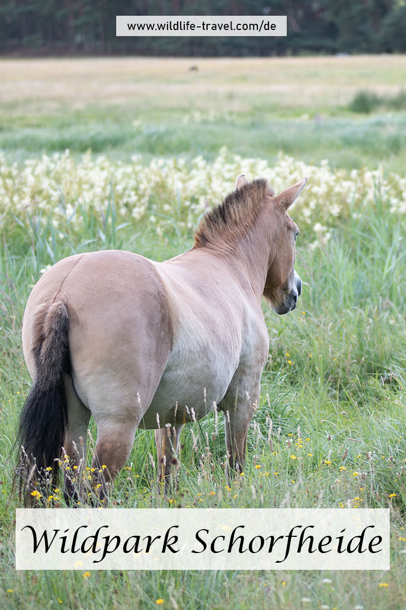 Wildpark Schorfheide