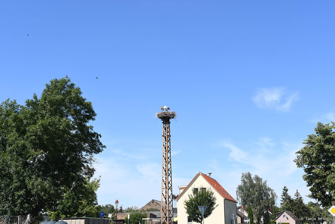 white storks in Linum