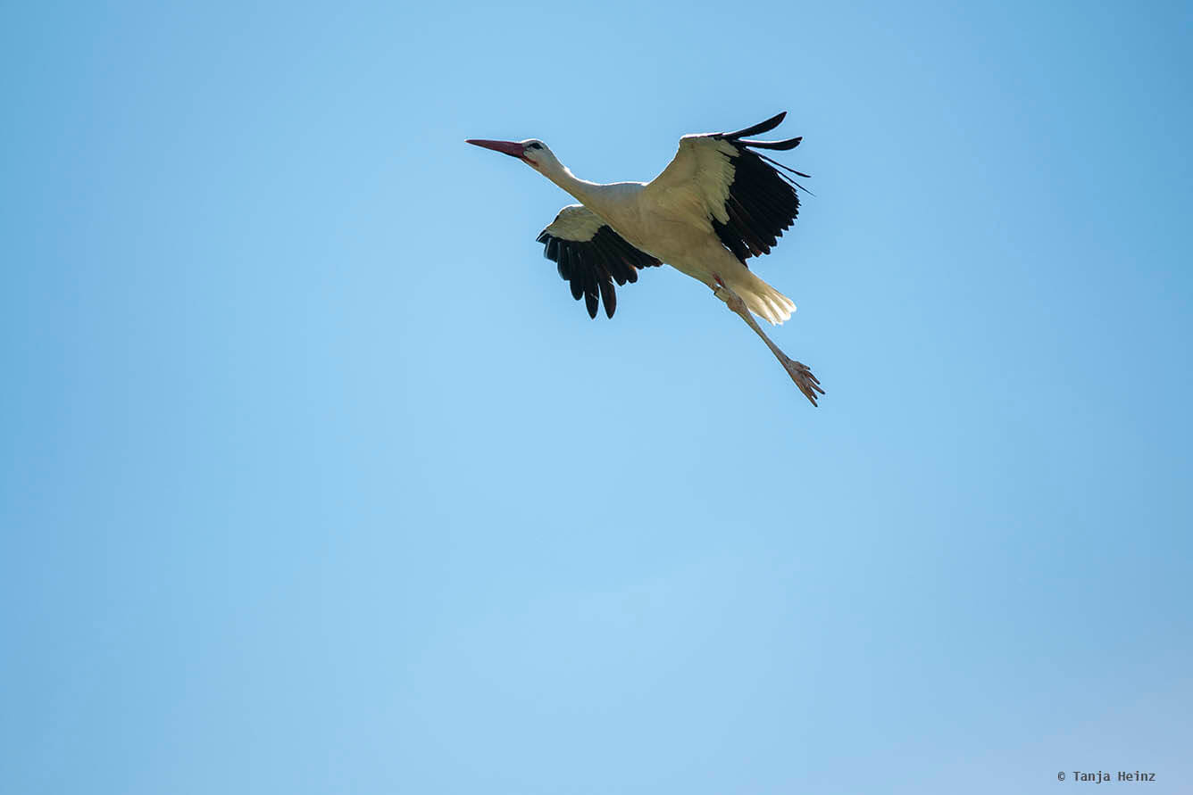 white storks in Linum