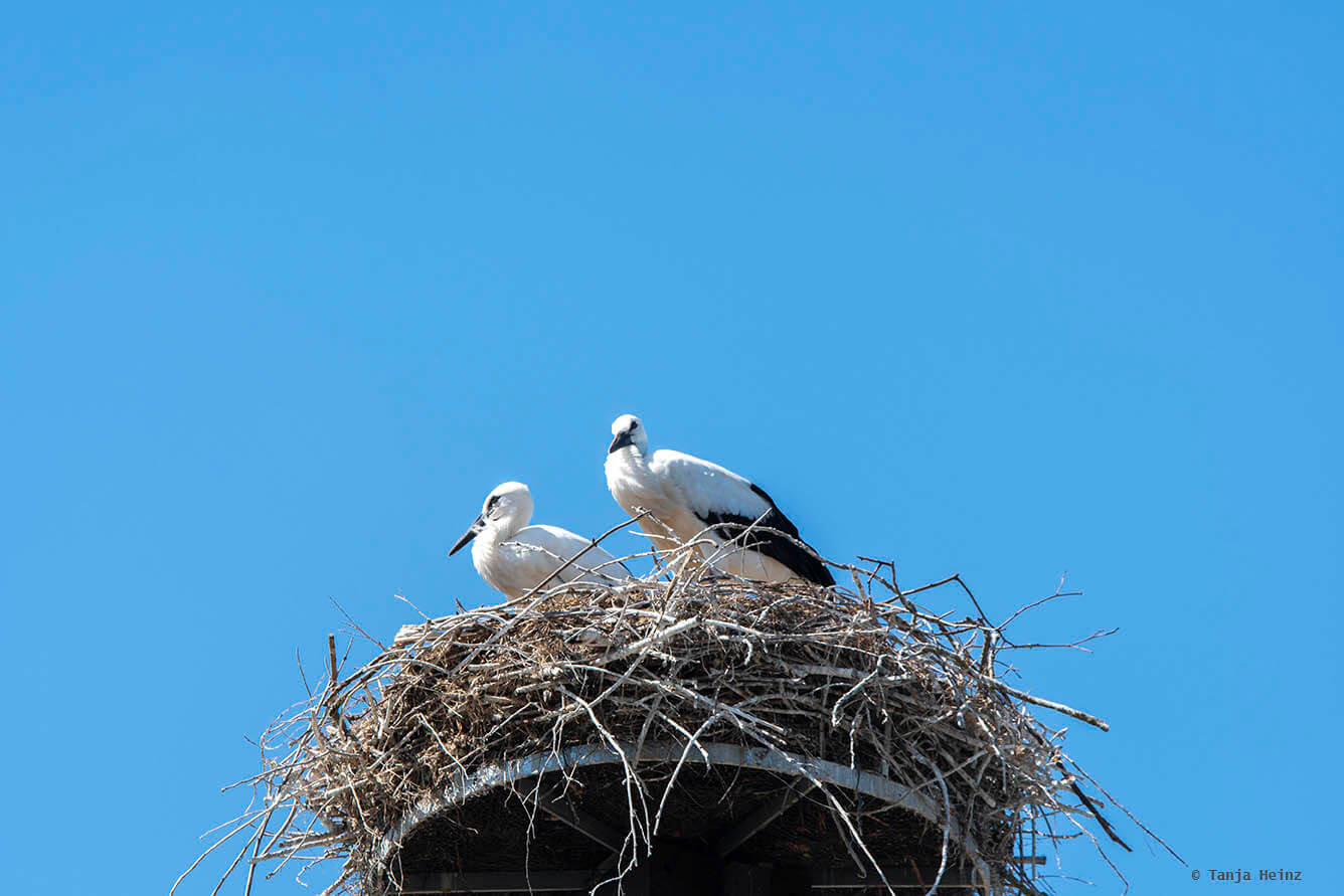 white storks in Linum