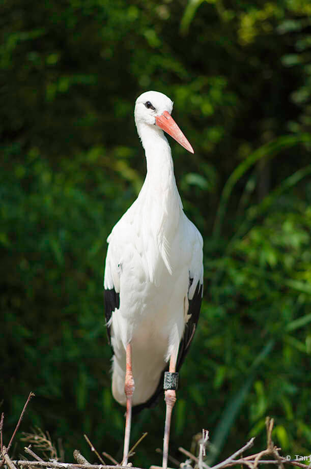 white stork