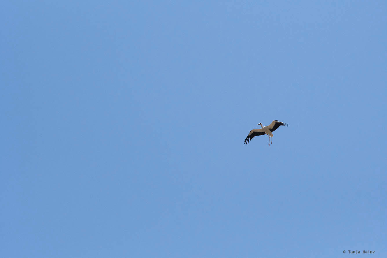 white storks in Linum
