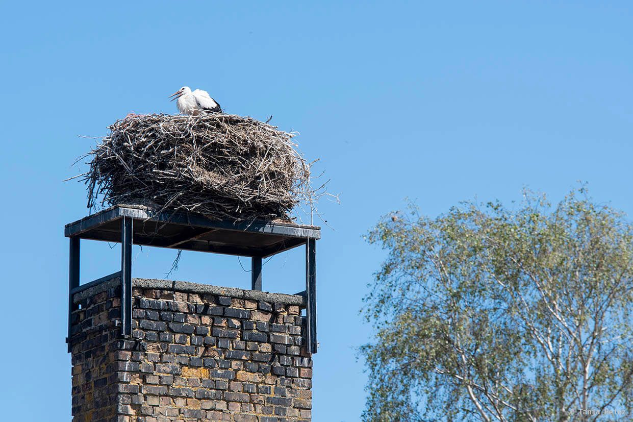 white storks in Linum