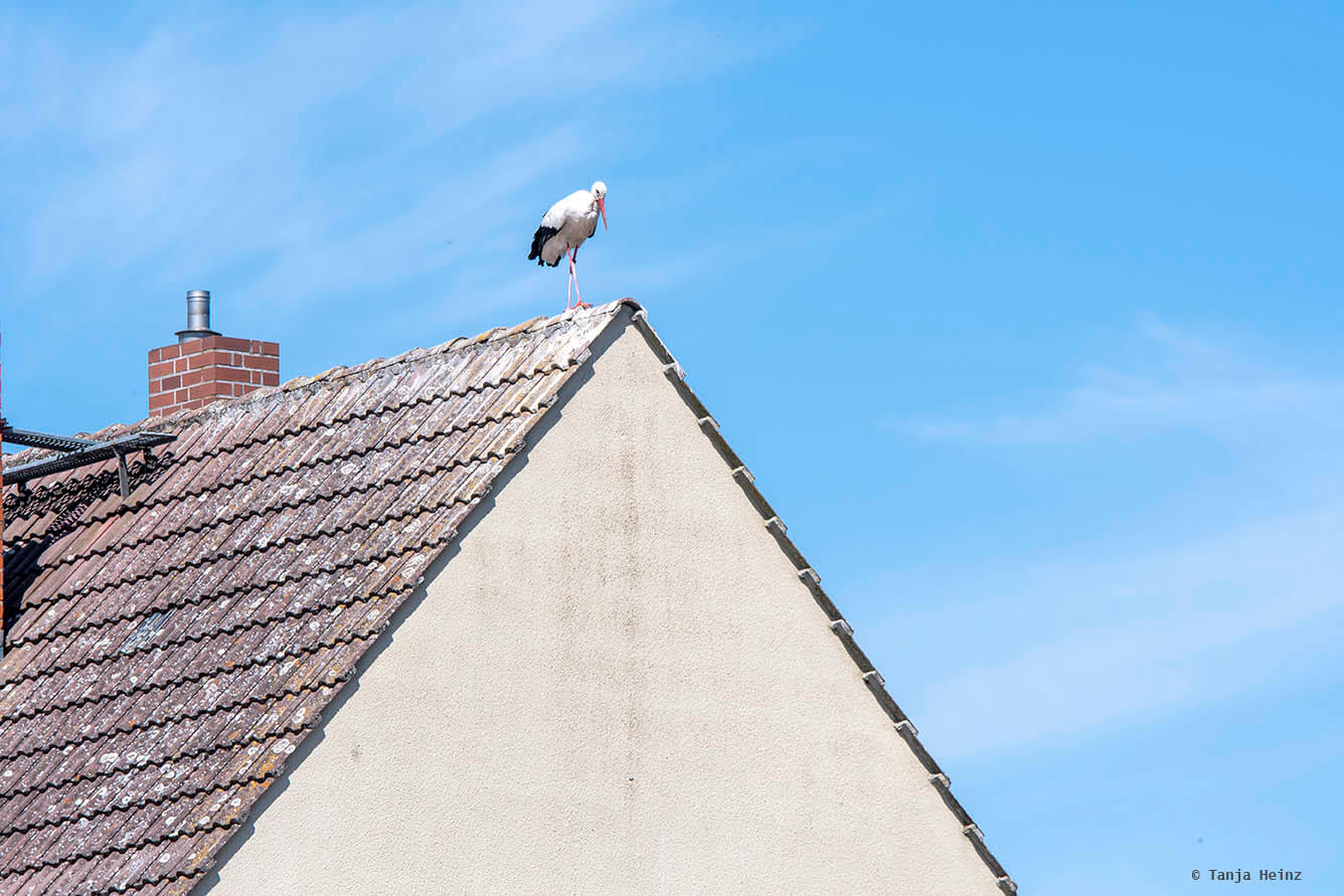 white storks in Linum