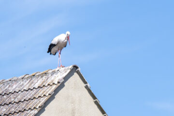 white storks