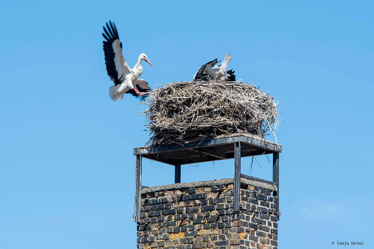 white storks in Linum