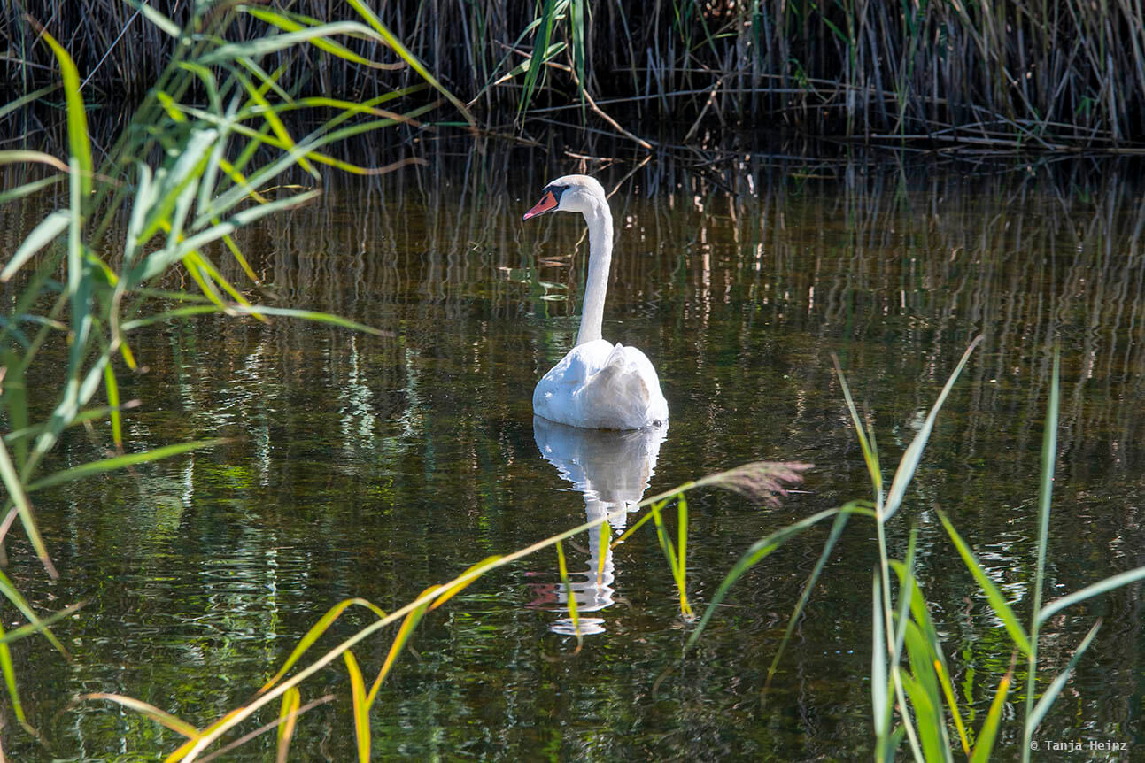mute swan in Linum