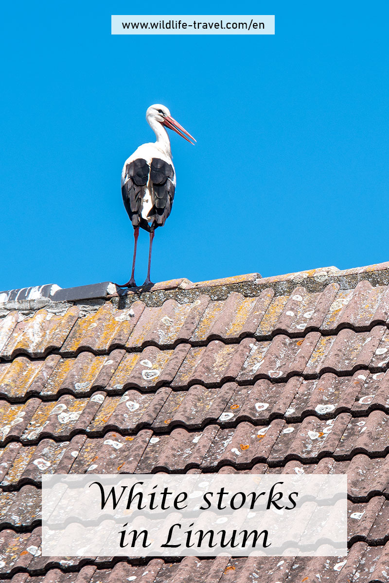 white storks in Linum
