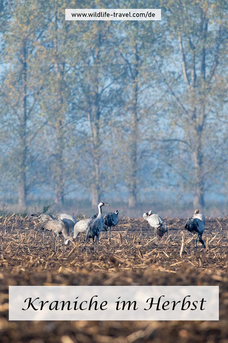 Kraniche im Herbst
