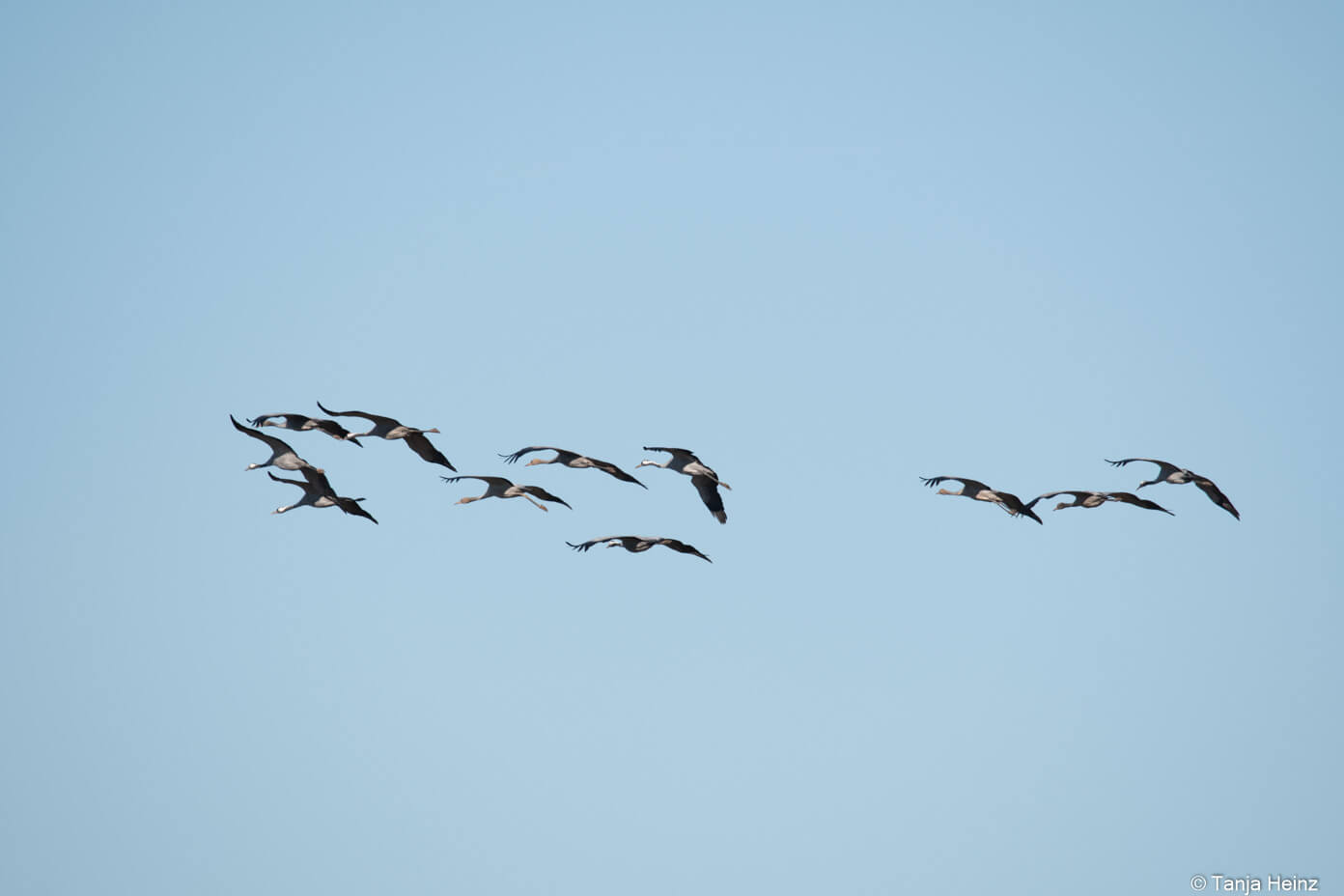 common cranes in autumn