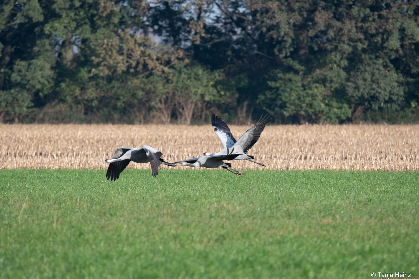 common cranes