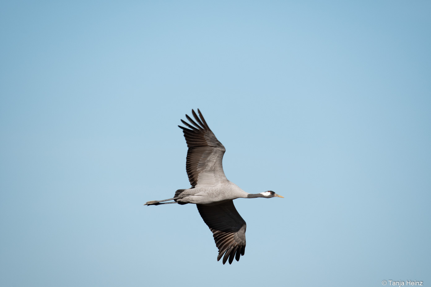 common cranes in autumn