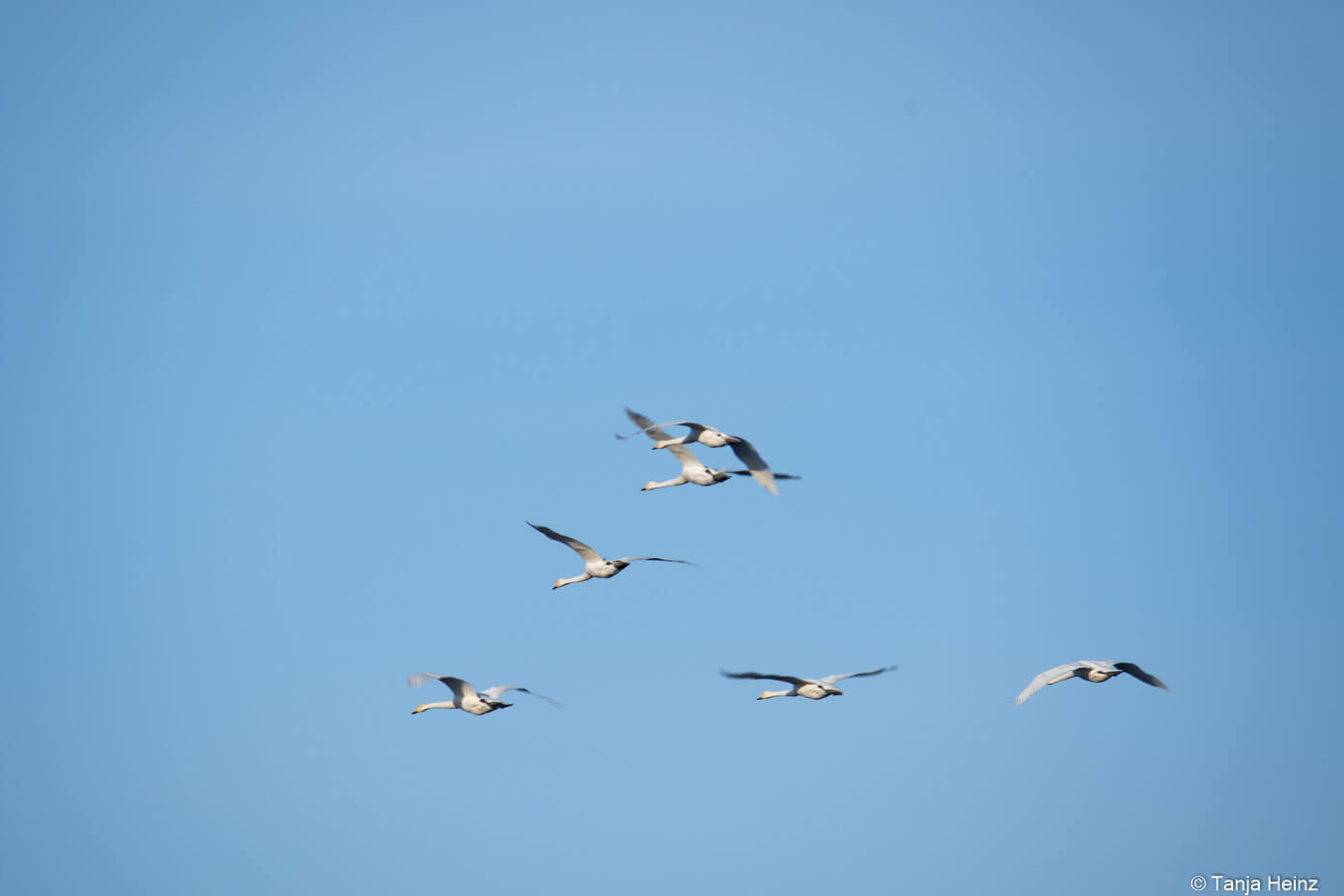 whooper swans in Linum