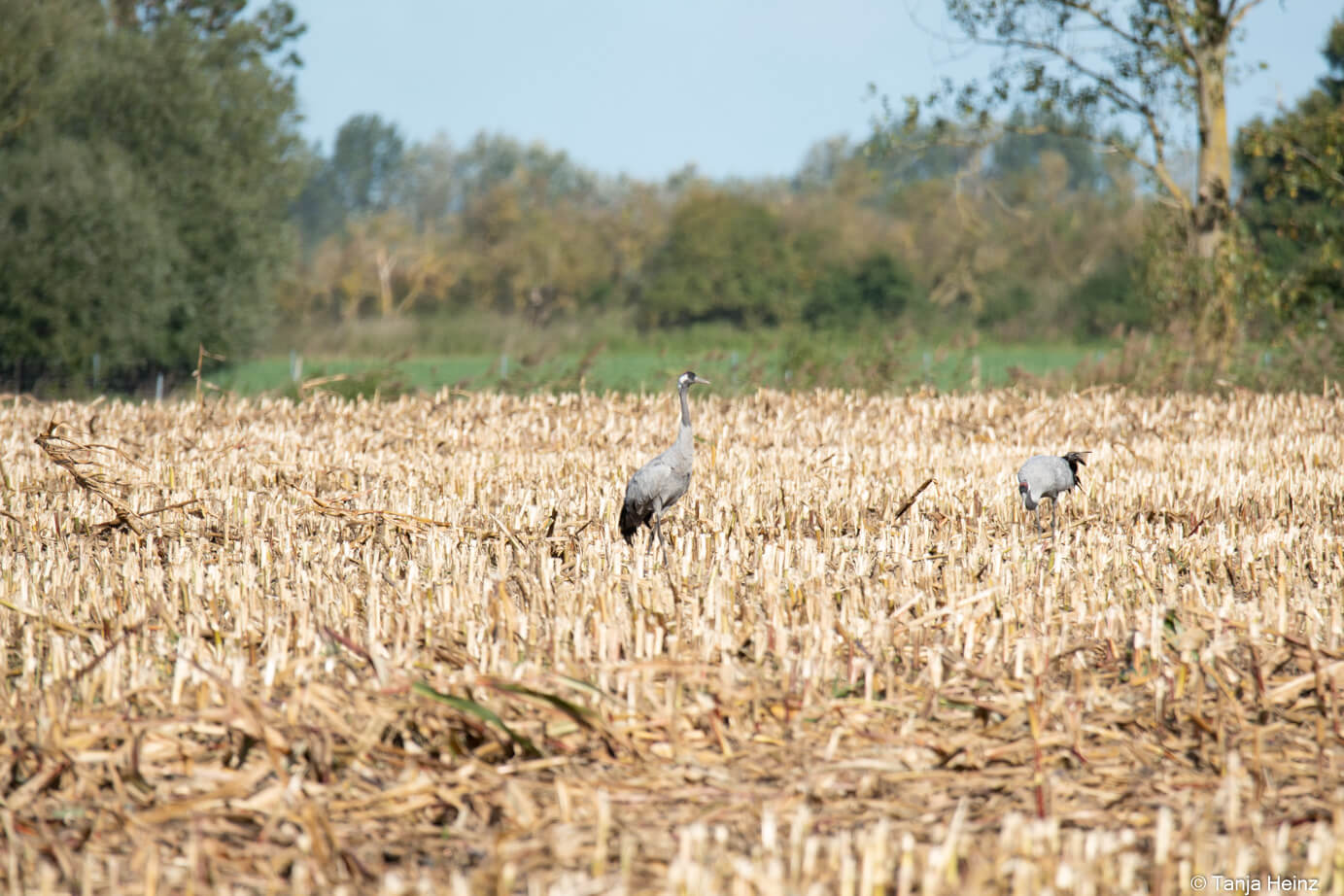 common cranes at the Günzer See