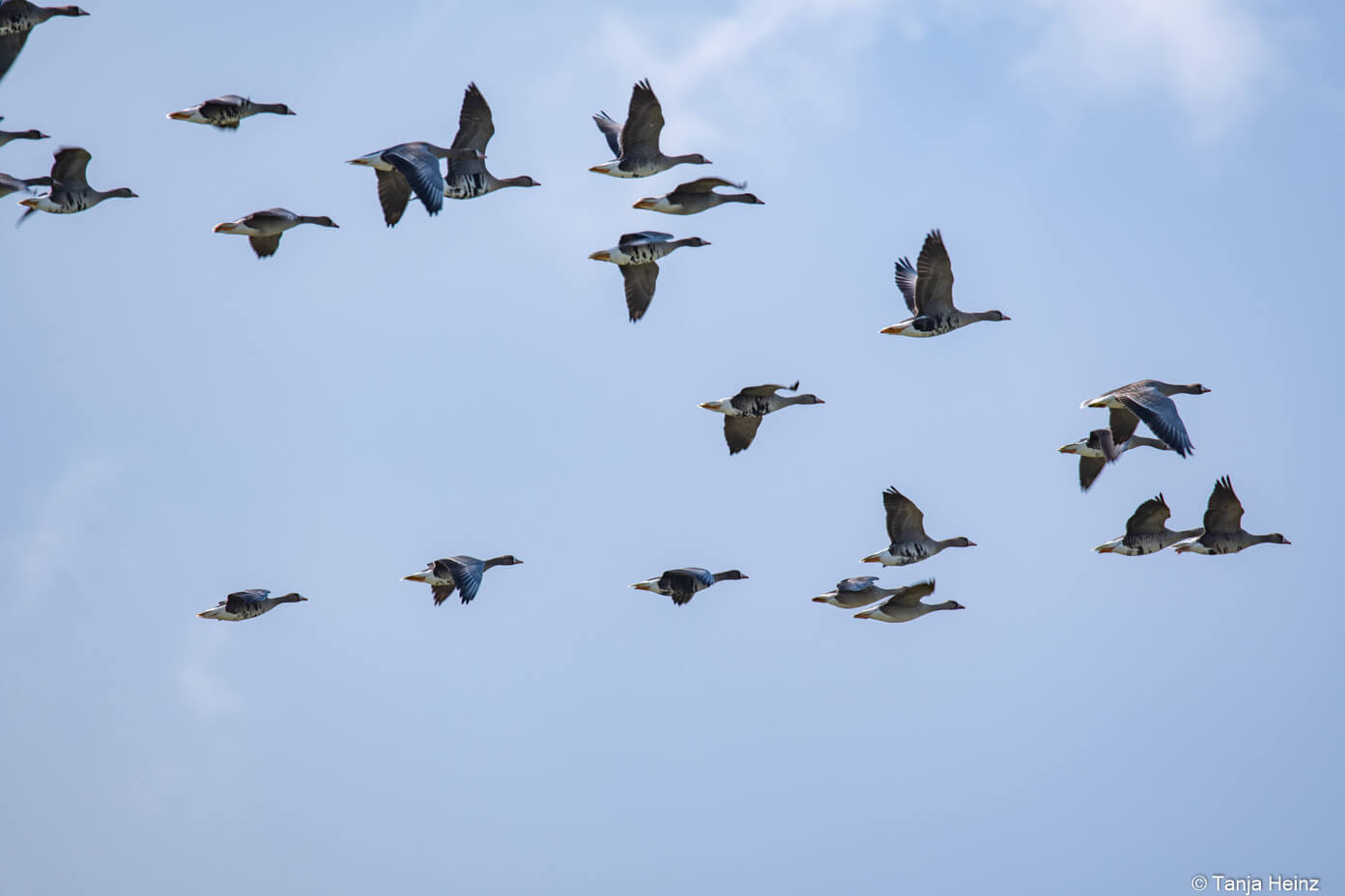 white-fronted geese