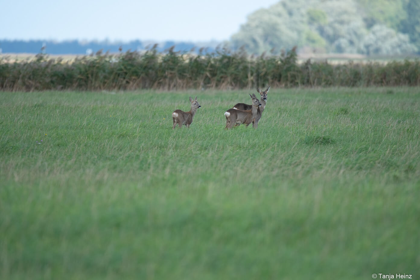 western roe deer