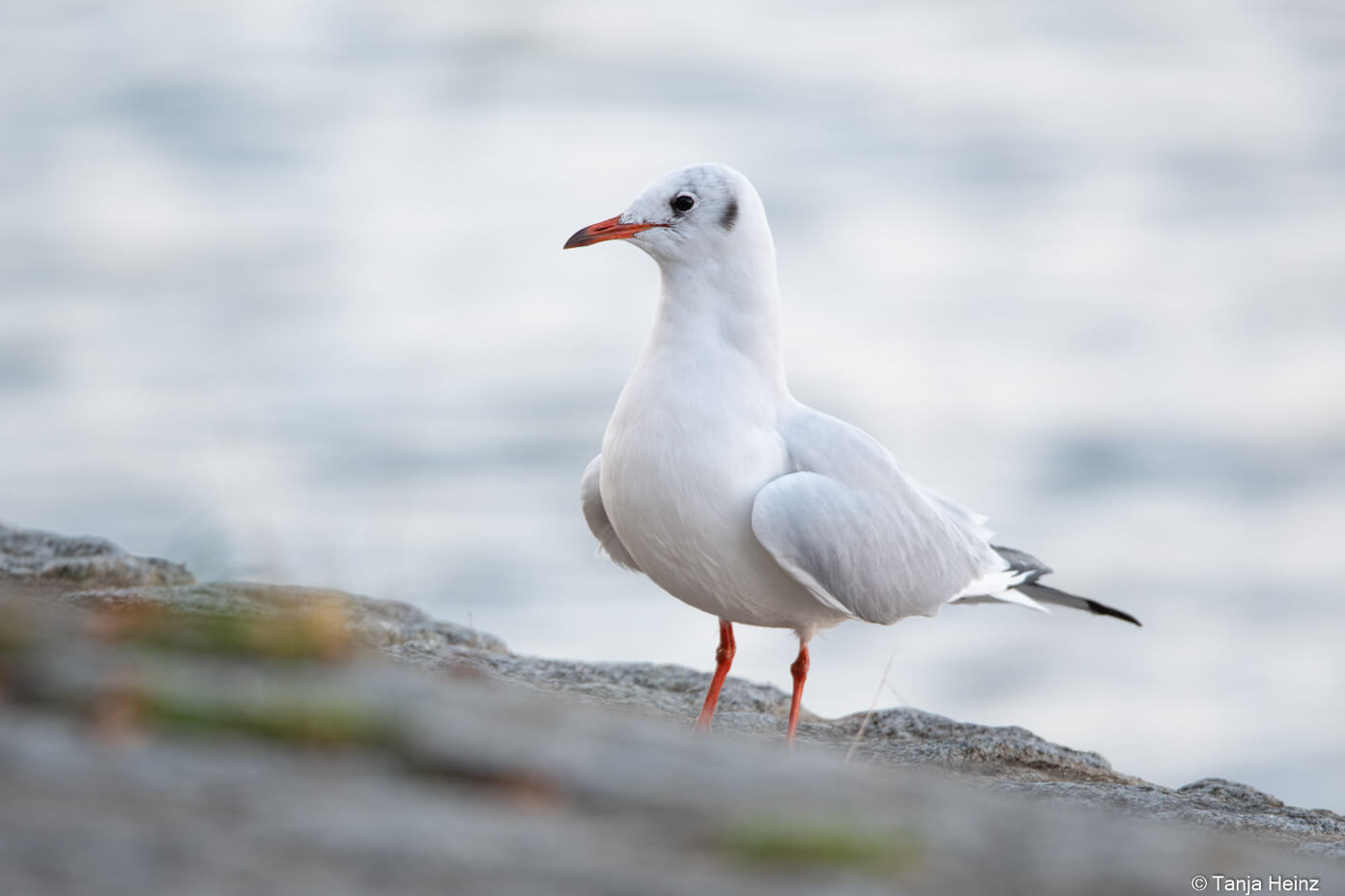black-headed gull