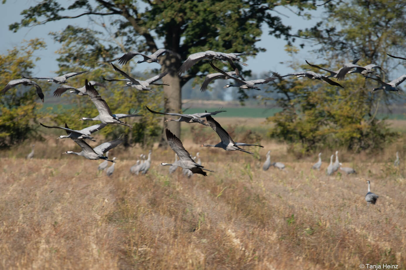 common cranes in autumn