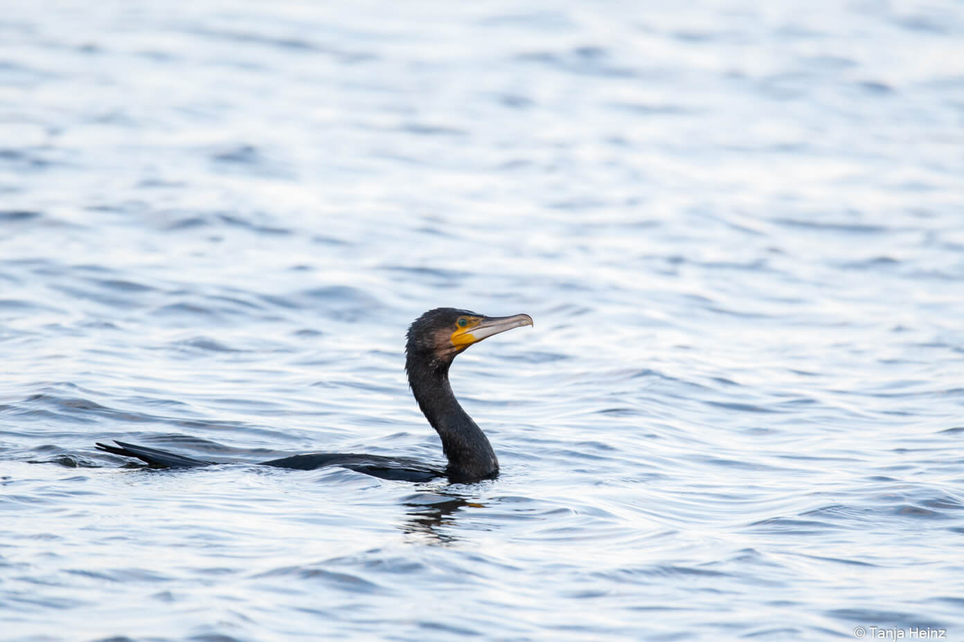 great cormorant