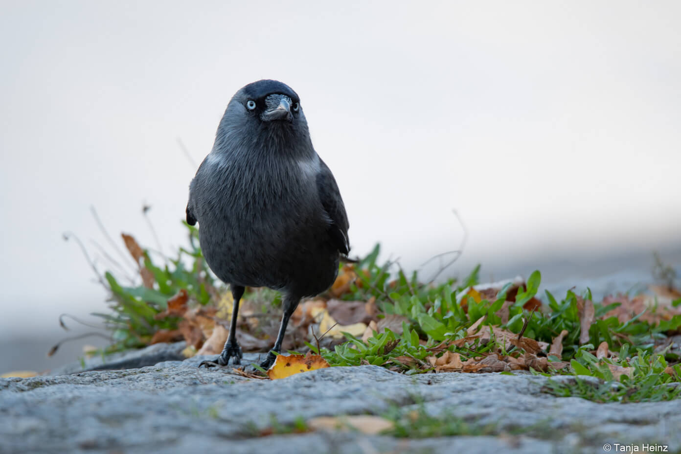 Eurasian jackdaw