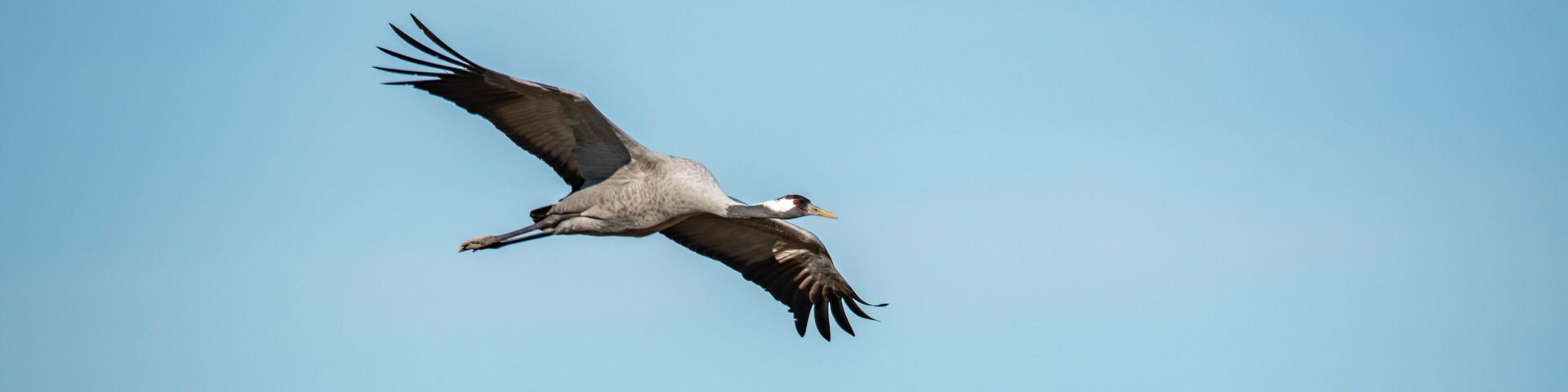 common cranes in autumn