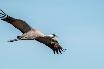 common cranes in autumn