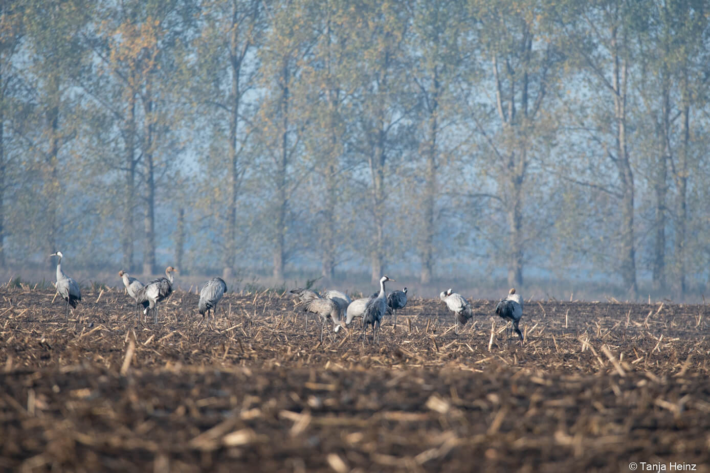 common cranes in Linum
