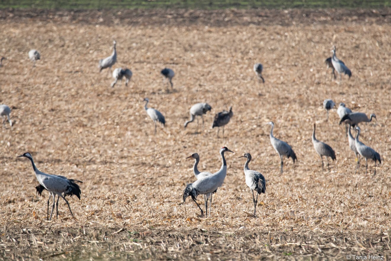 common cranes in Linum