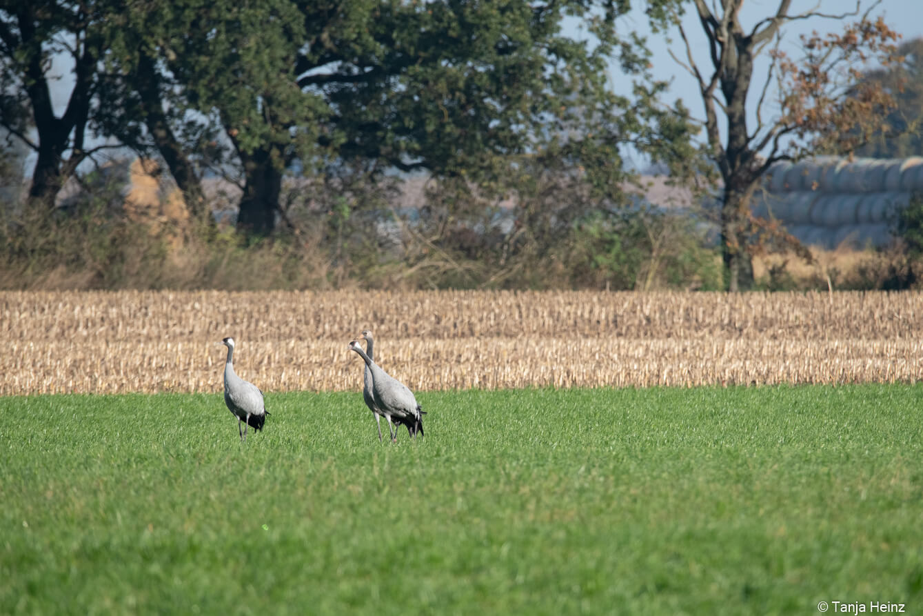 common cranes
