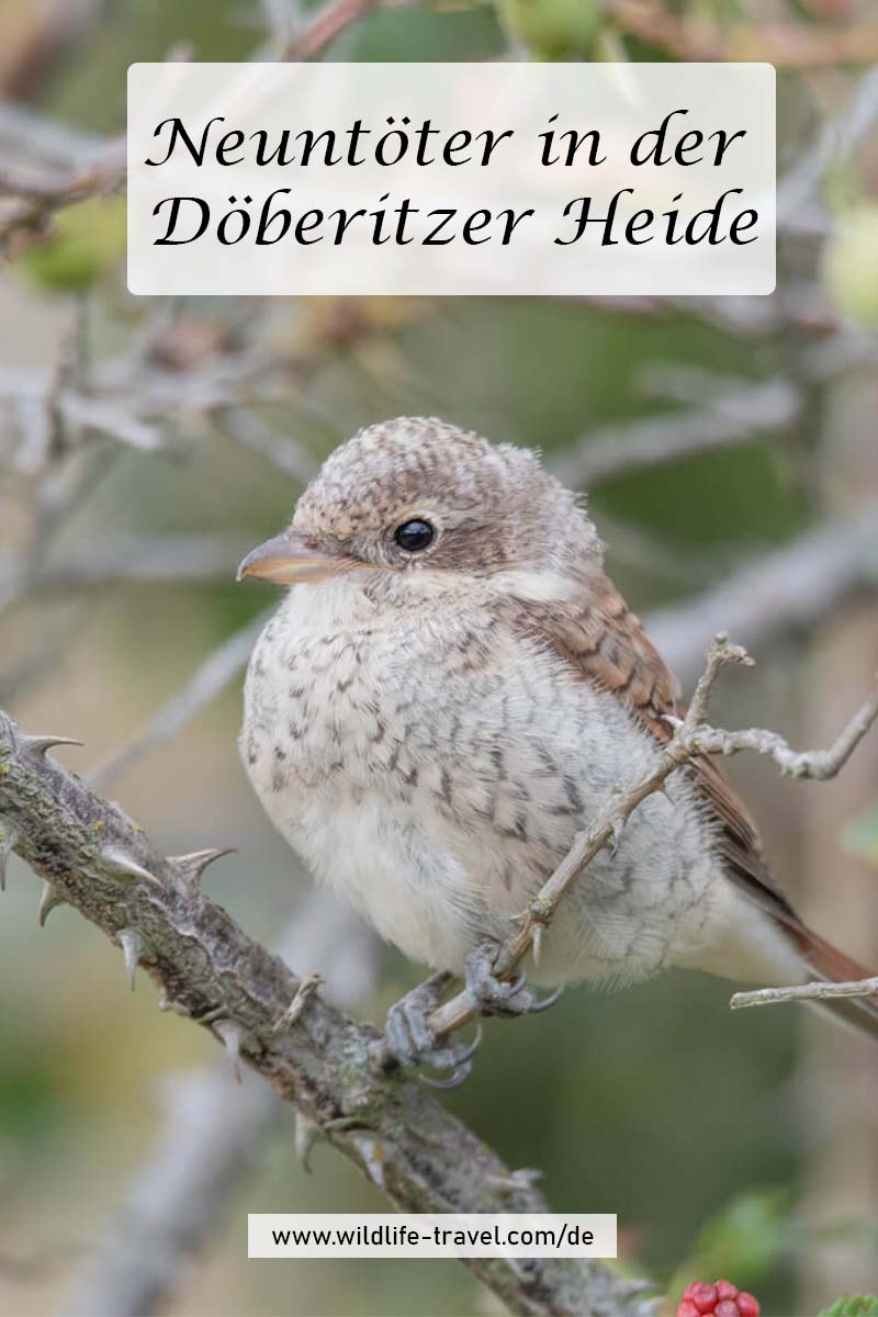 Döberitzer Heide