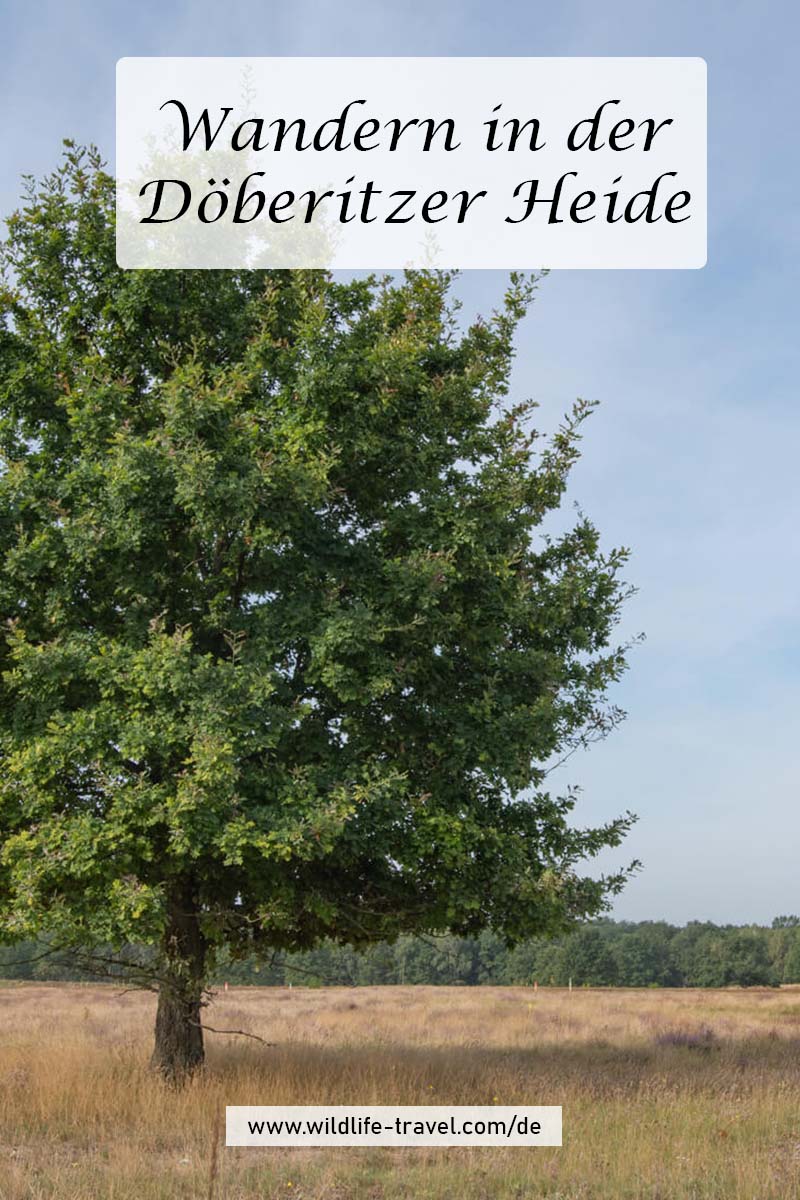 Döberitzer Heide