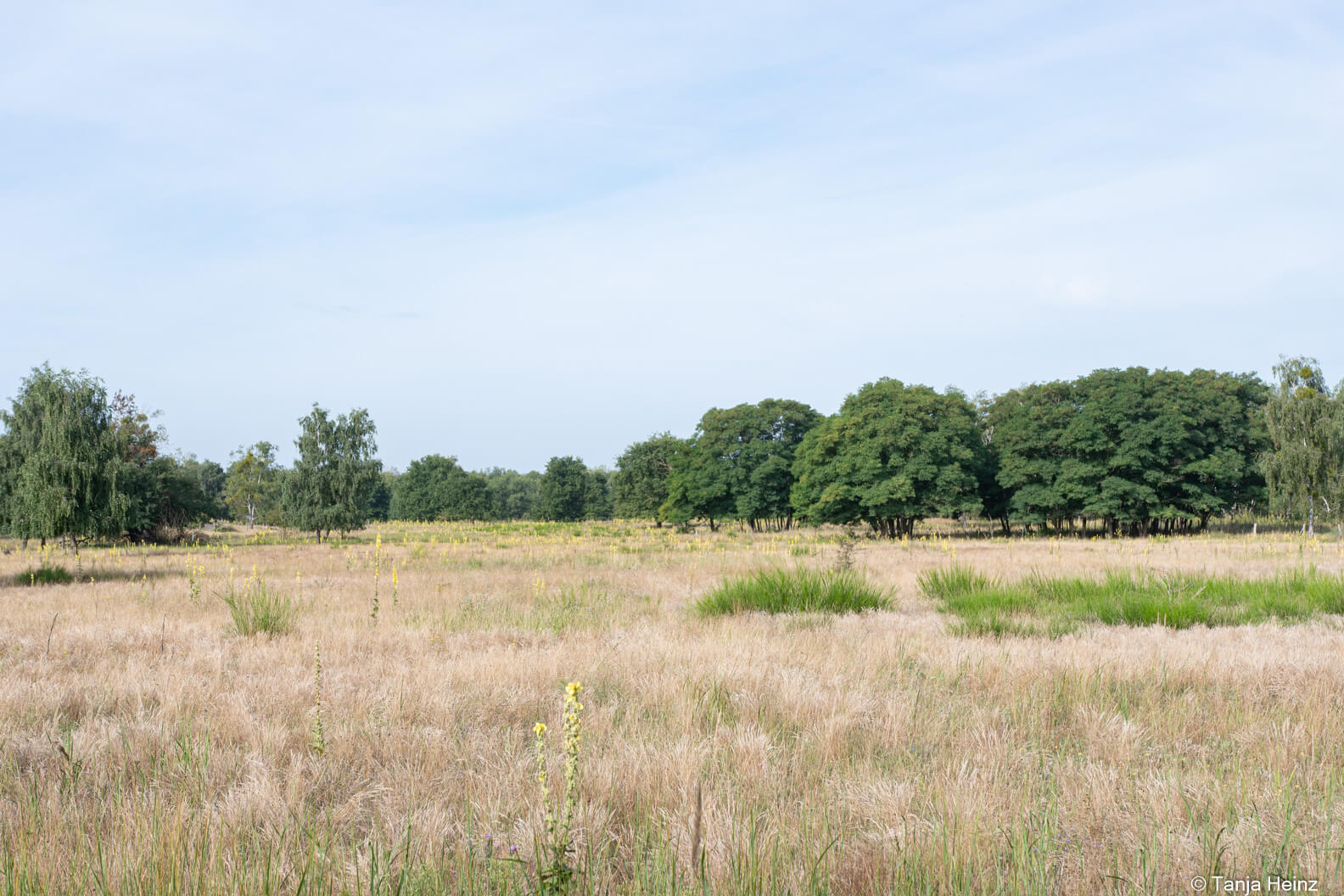 Döberitzer Heide