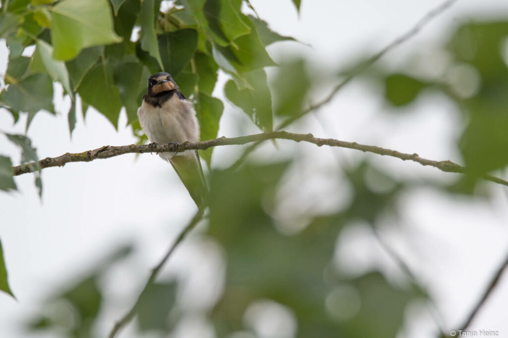 barn swallow