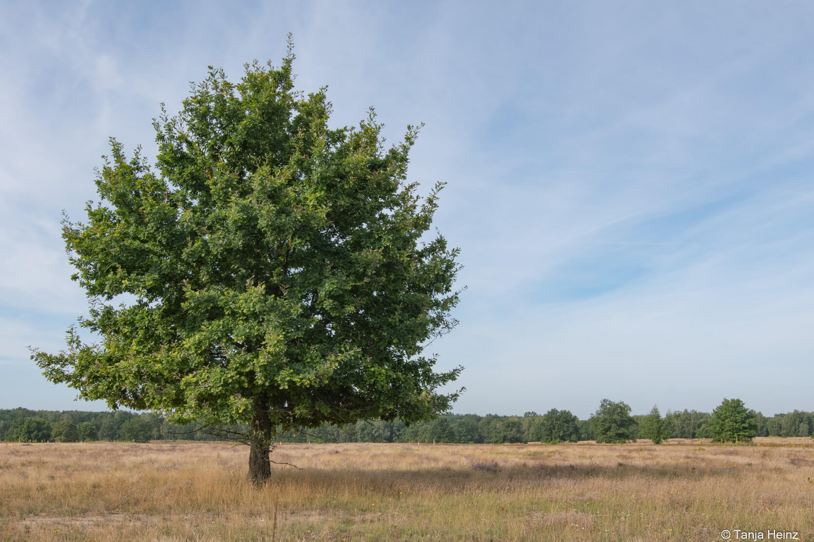 Döberitzer Heide