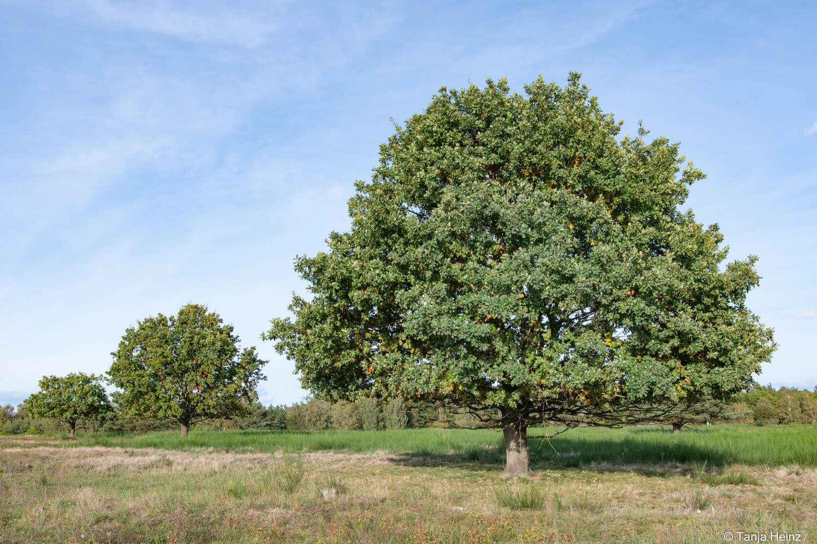 Wandern in der Döberitzer Heide