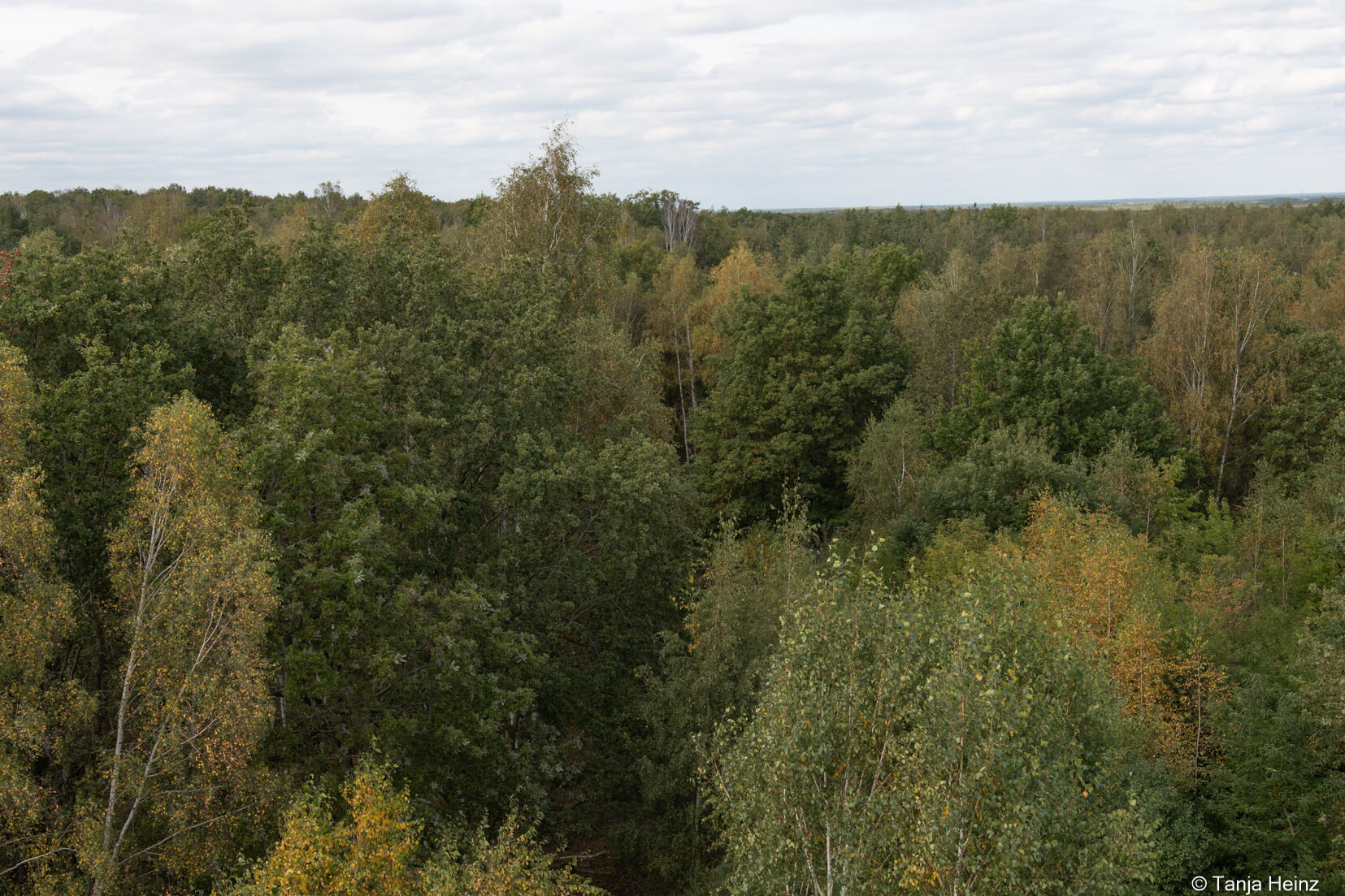 Aussichtsturm am Finkenberg