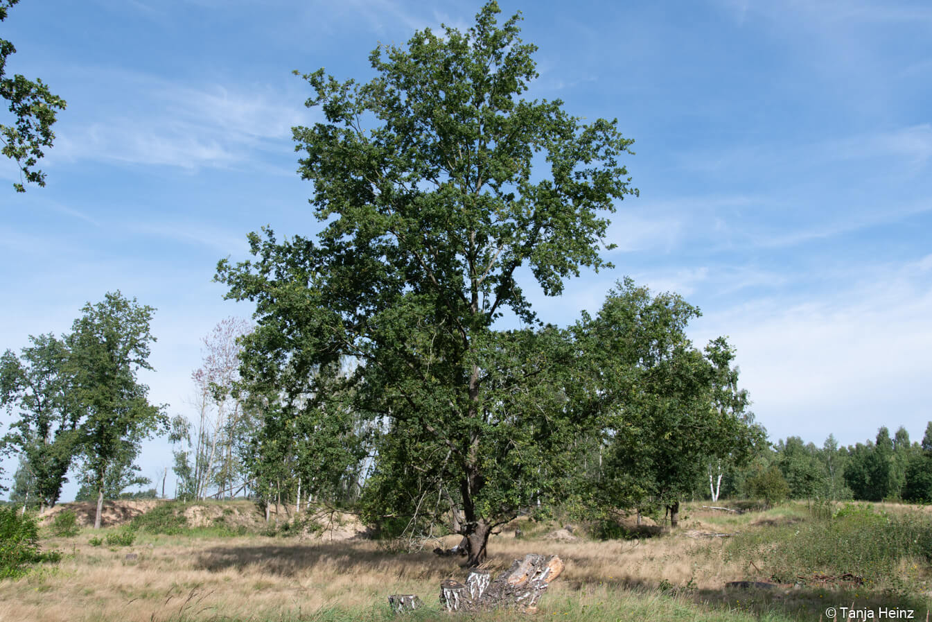 Baum