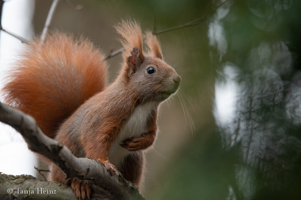 Eichhörnchen in Berlin
