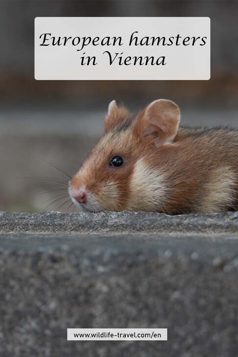 European hamsters
