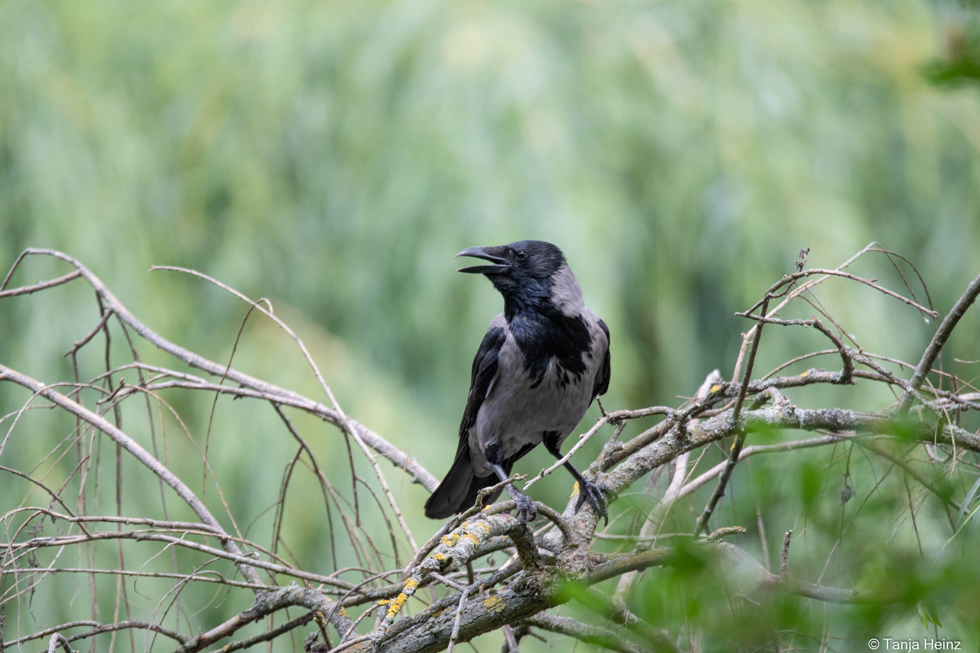 hooded crow in Berlin