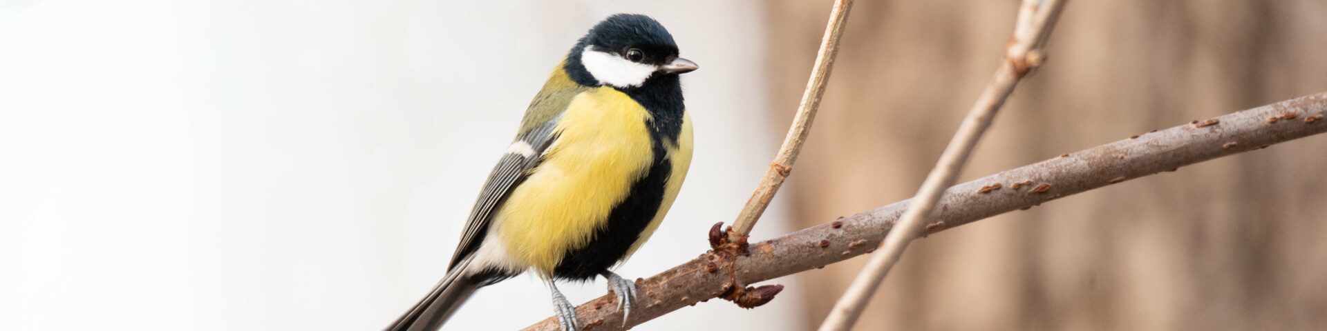 Stunde der Wintervögel 2022