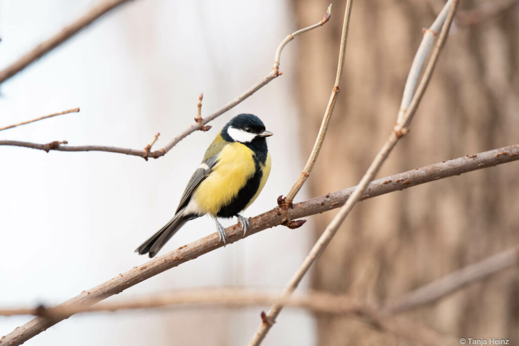 great tit in Berlin