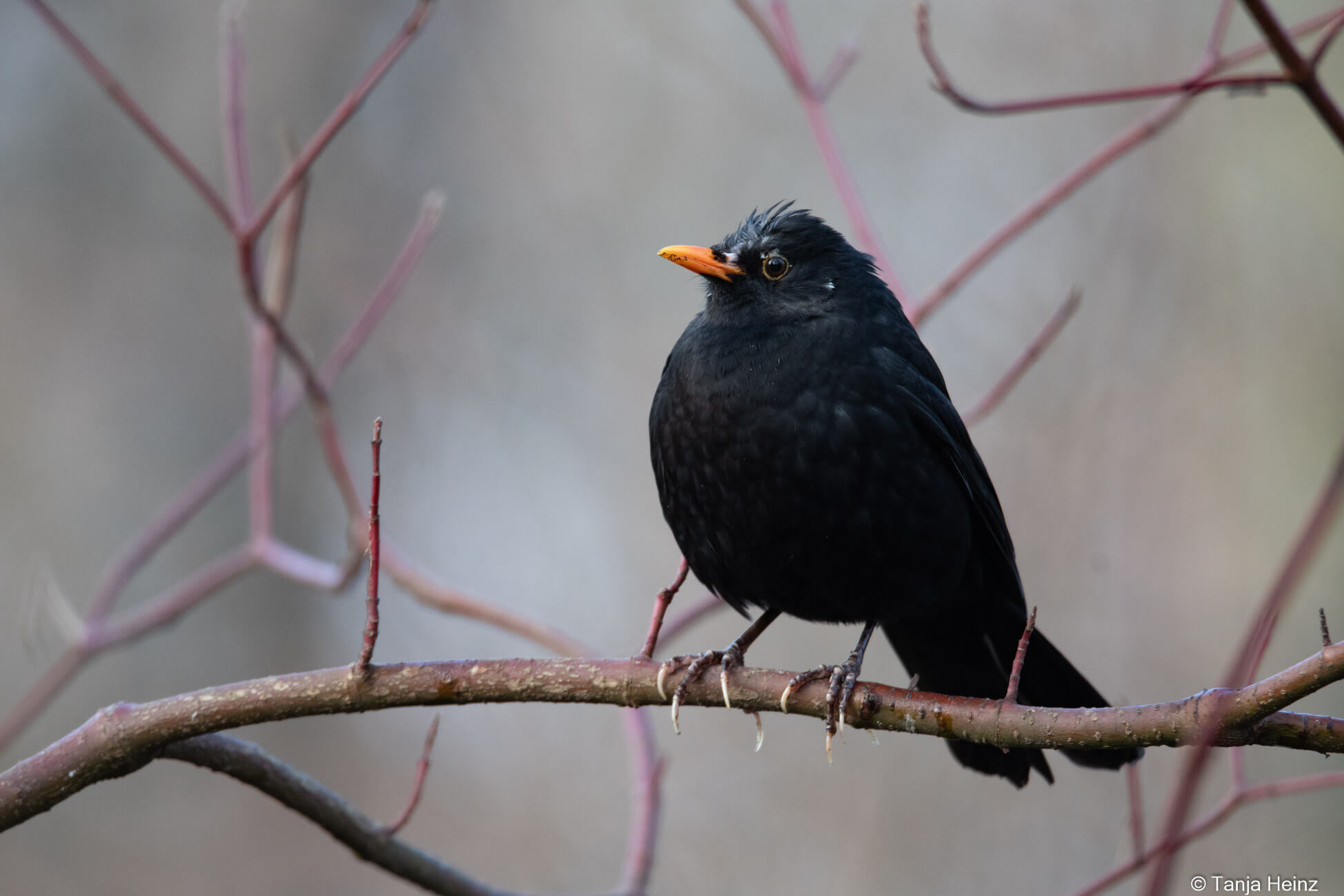 blackbird in Berlin