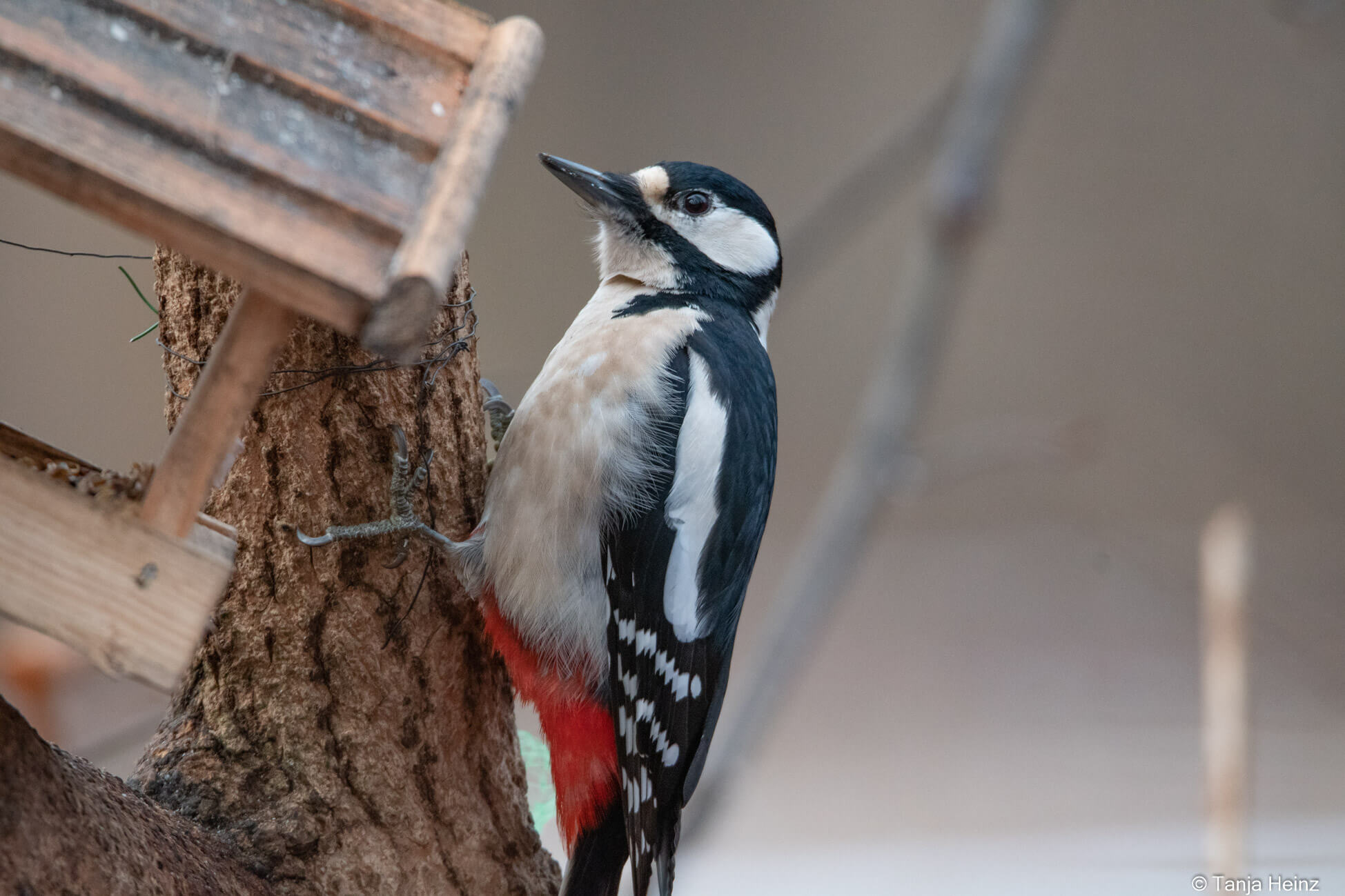great spotted woodpecker in Berlin
