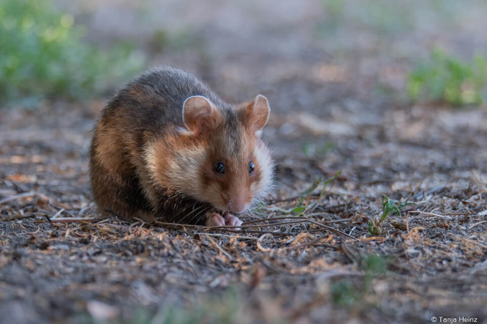 European hamsters