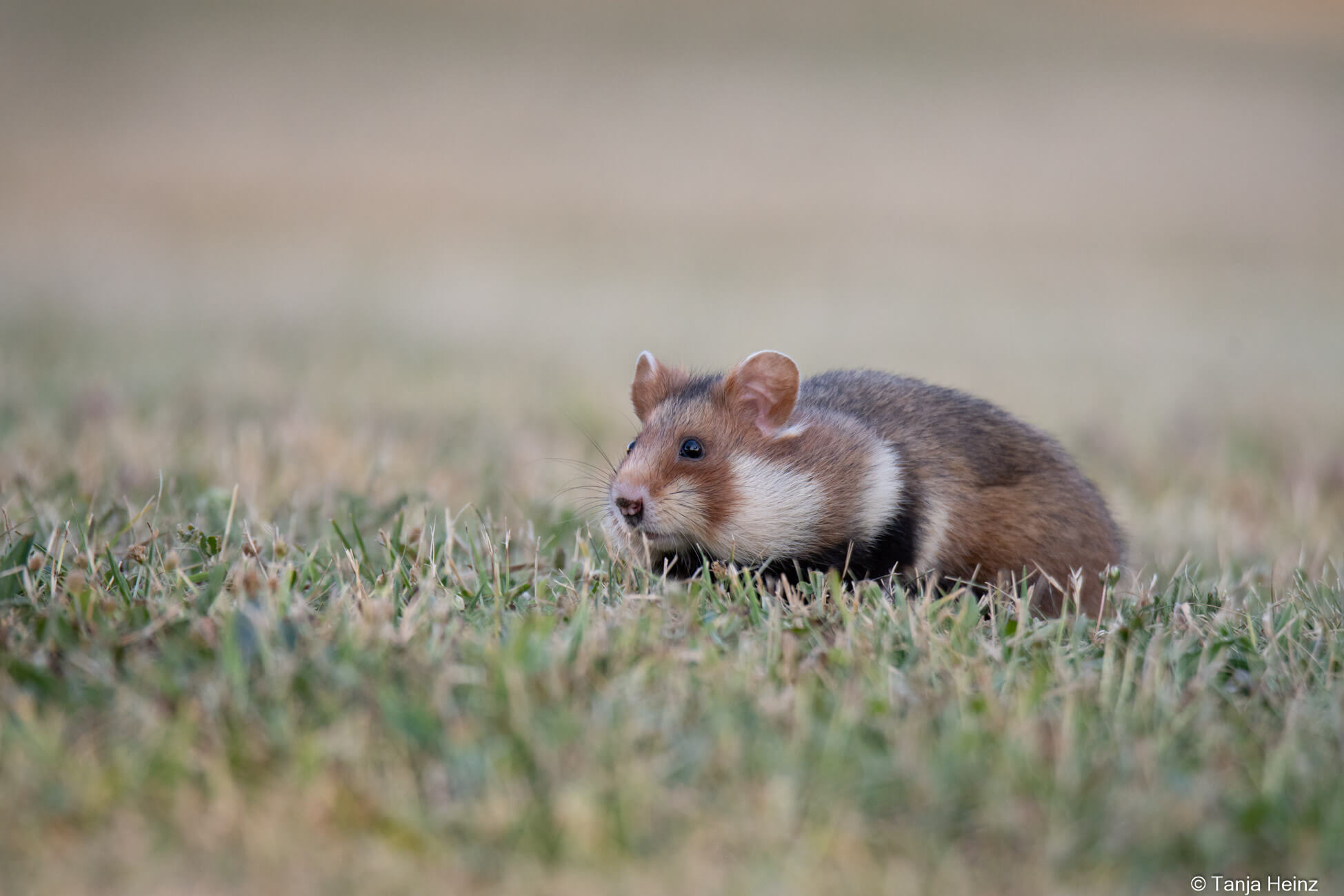 European hamsters