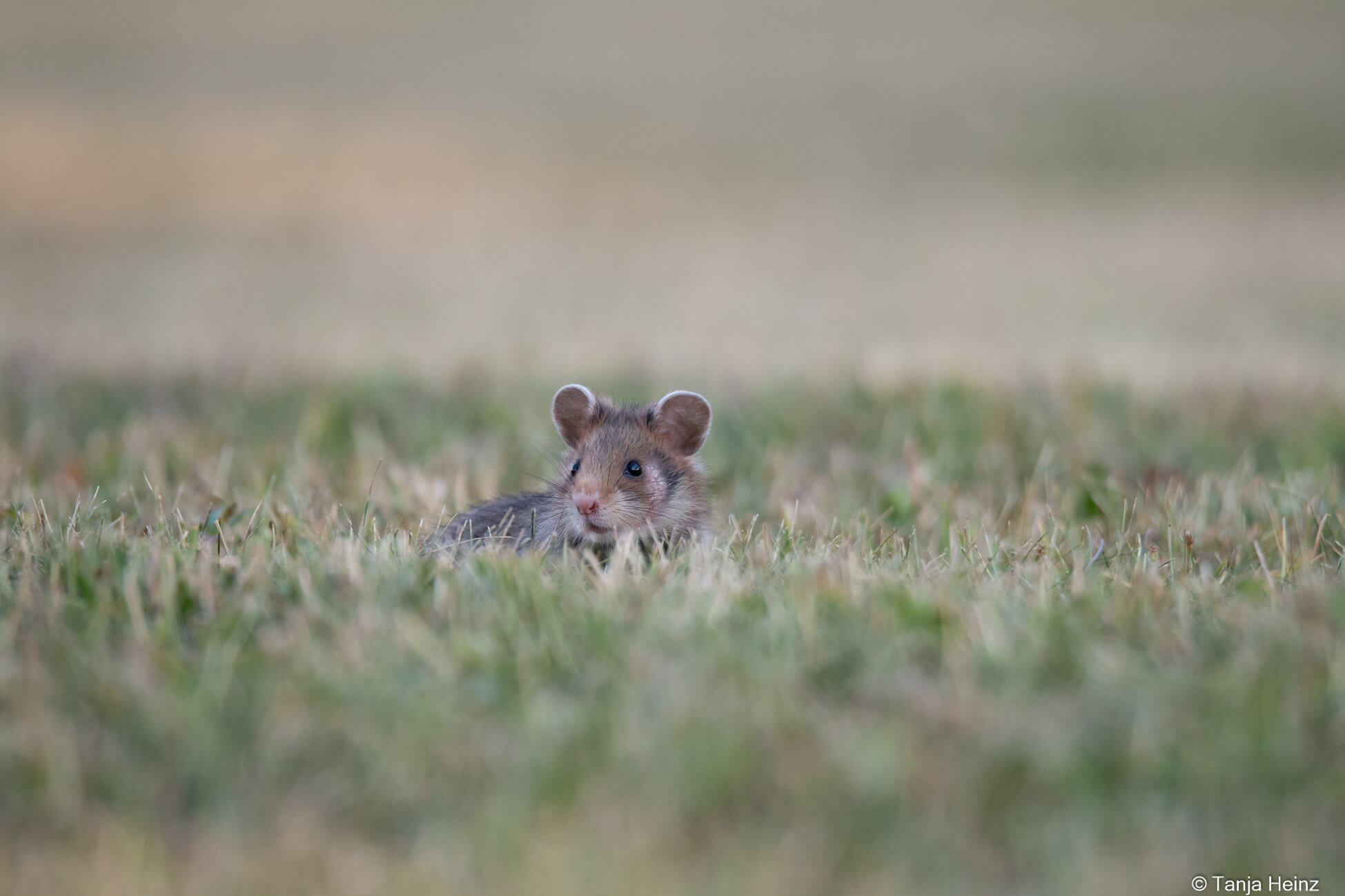 European hamsters at the Central Cemetery
